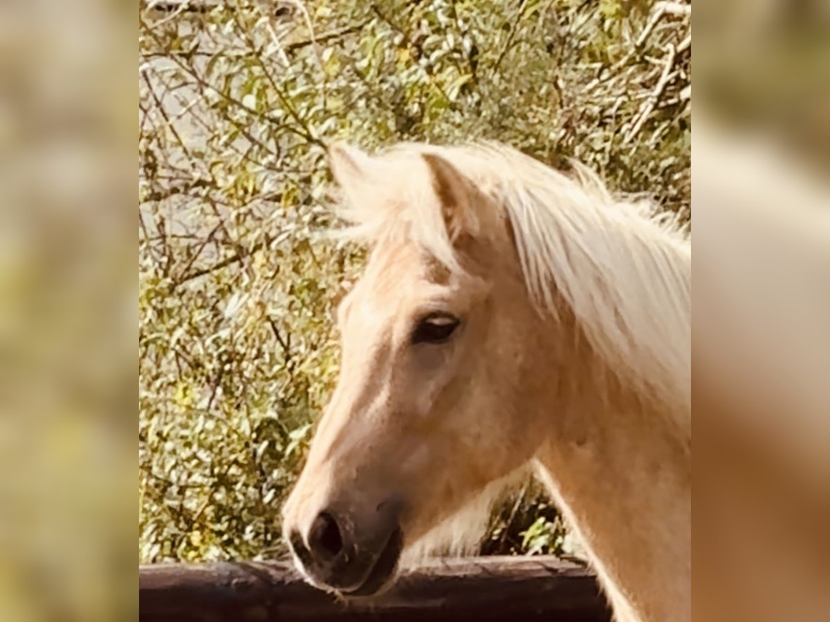 Islandshäst Valack 5 år 139 cm Palomino in Dorsten