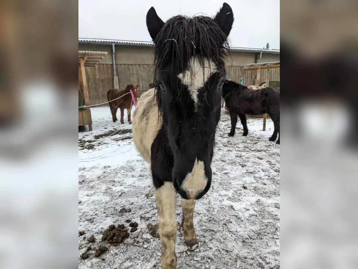 Islandshäst Valack 5 år Pinto in Ettlingen