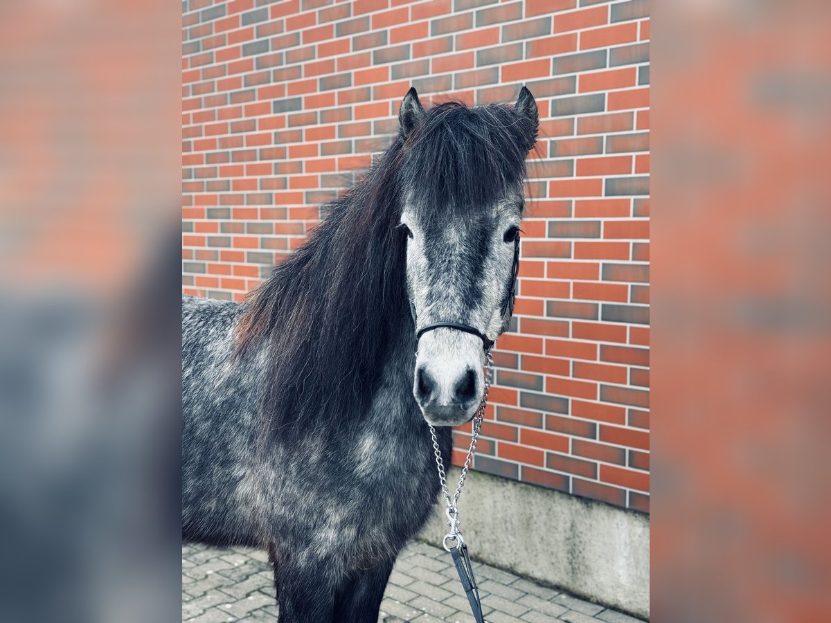 Islandshäst Valack 6 år 139 cm Grå in Zweibrücken