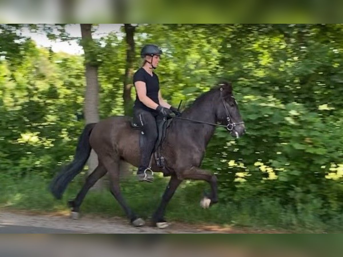 Islandshäst Valack 8 år 139 cm Svart in Schneverdingen