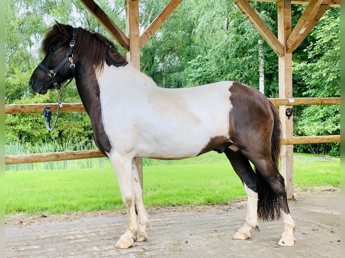 Islandshäst Valack 8 år 142 cm Pinto in Krombach