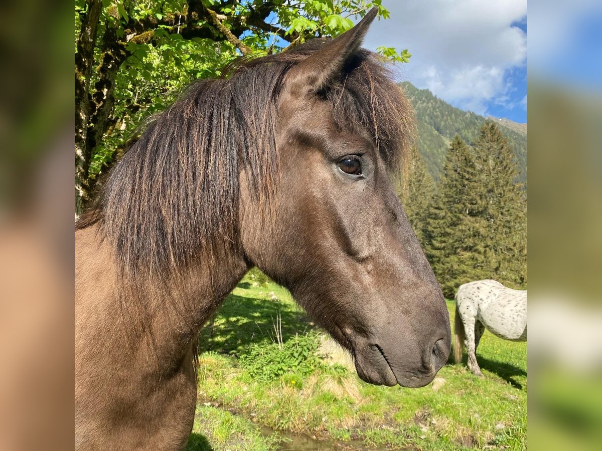Islandshäst Valack 9 år Rökfärgad svart in Rohrmoos