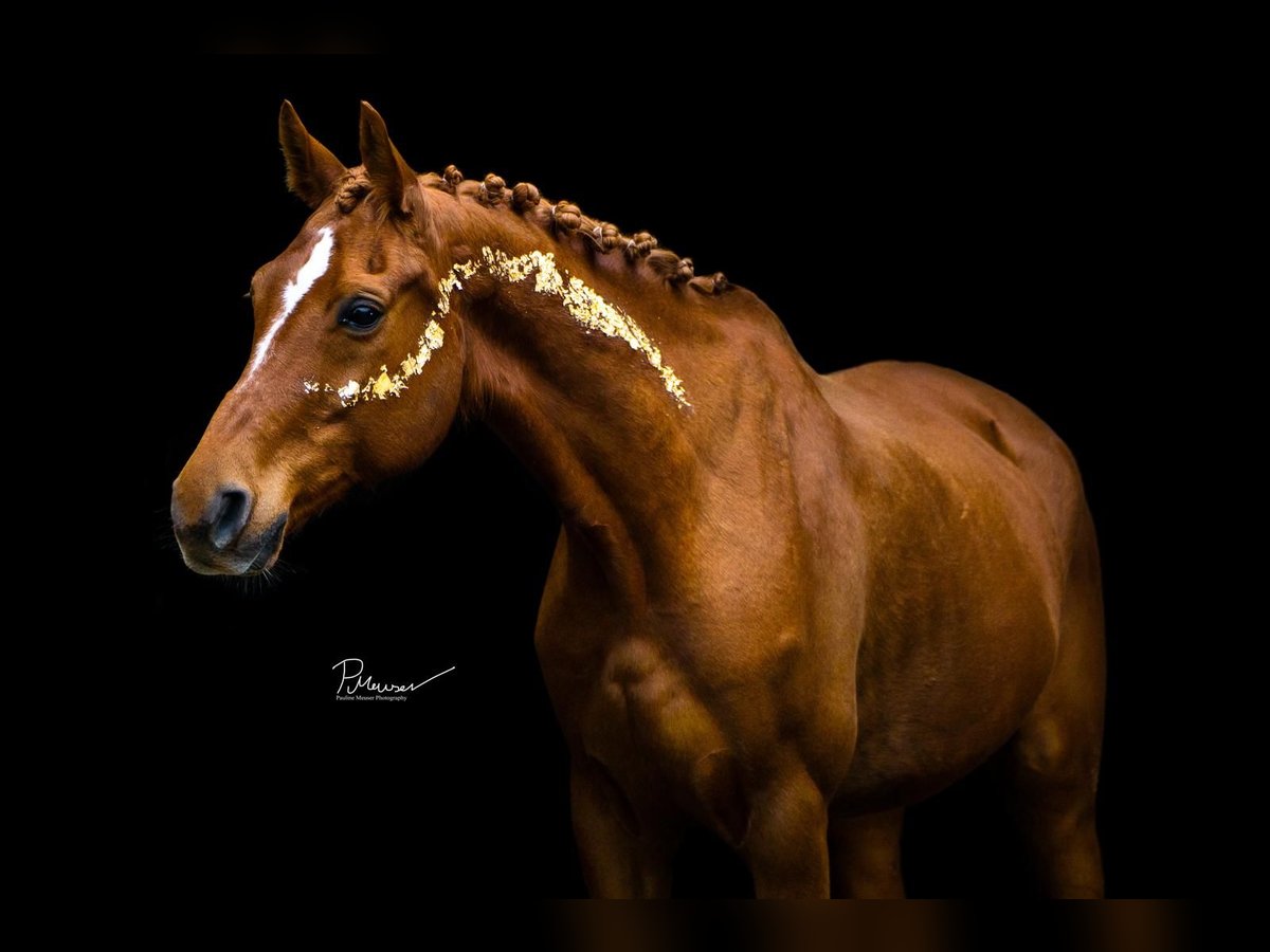 Ispano-Arabo Castrone 12 Anni 167 cm Sauro in P&#xF6;lchow