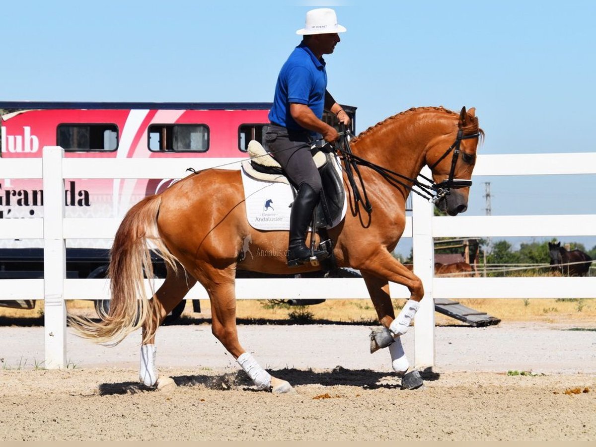 Ispano-Arabo Castrone 4 Anni 157 cm Grigio trotinato in Miralvalles