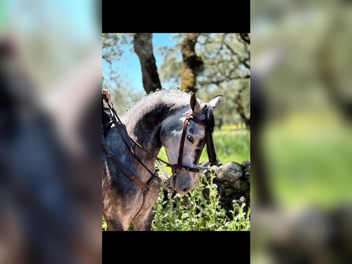 Ispano-Arabo Castrone 4 Anni 167 cm Grigio in Valencia de Alcántara