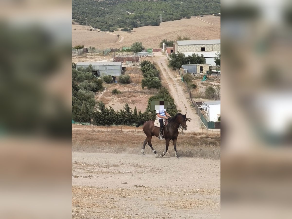 Ispano-Arabo Castrone 5 Anni 160 cm Baio in Paterna De Rivera