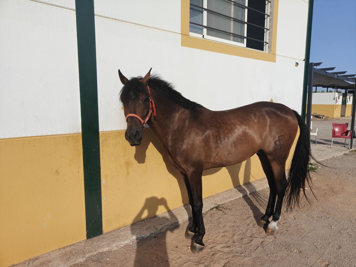 Ispano-Arabo Castrone 6 Anni 160 cm Baio in Almansa