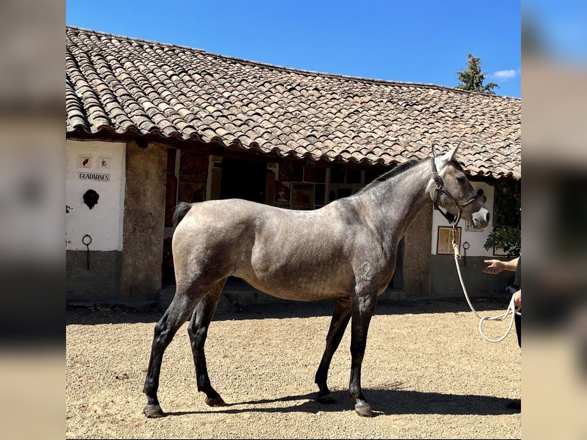 Ispano-Arabo Mix Giumenta 4 Anni 162 cm Grigio in Sancti Spiritus