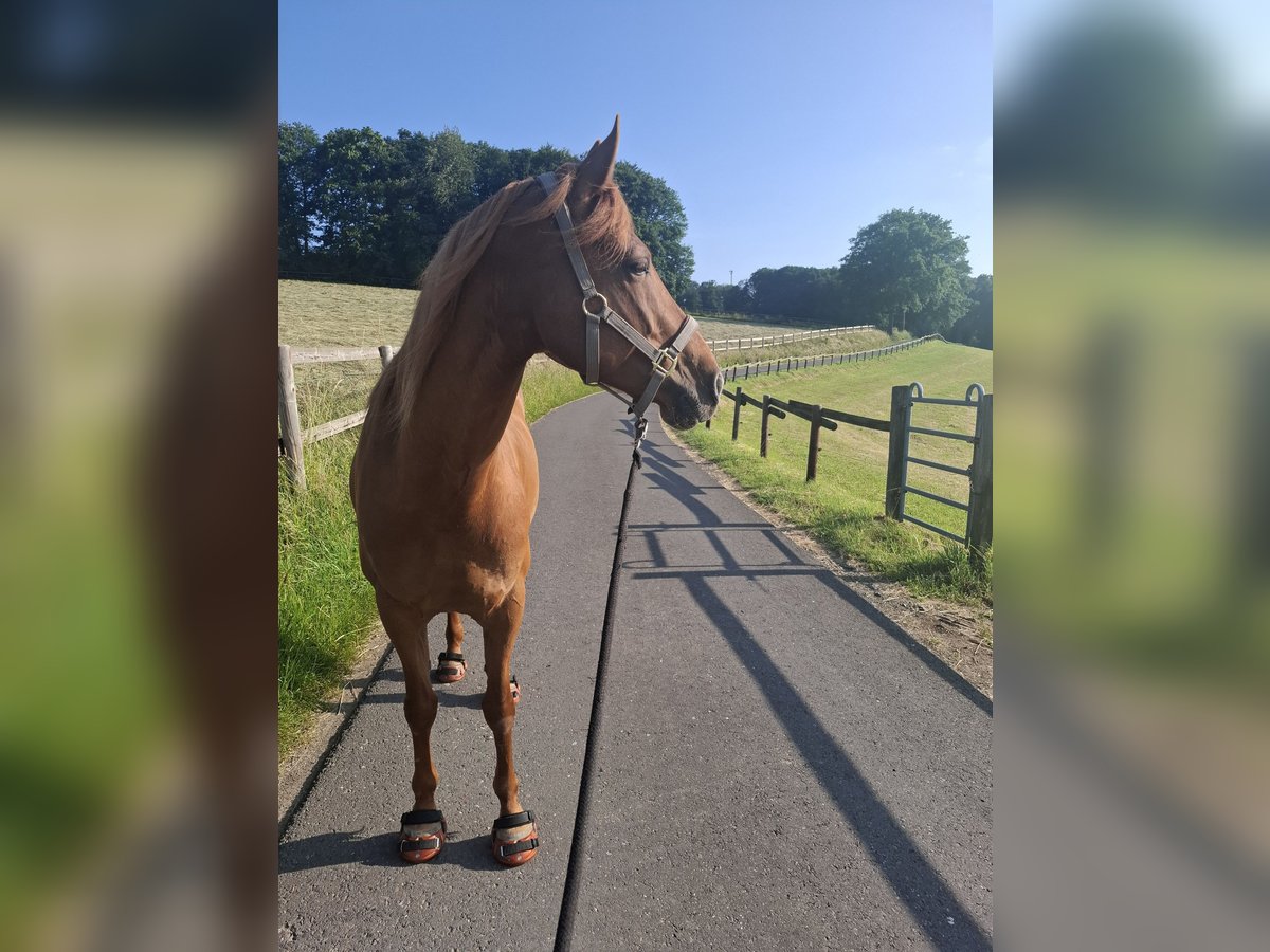 Ispano-Arabo Giumenta 8 Anni 157 cm Sauro in Lindlar