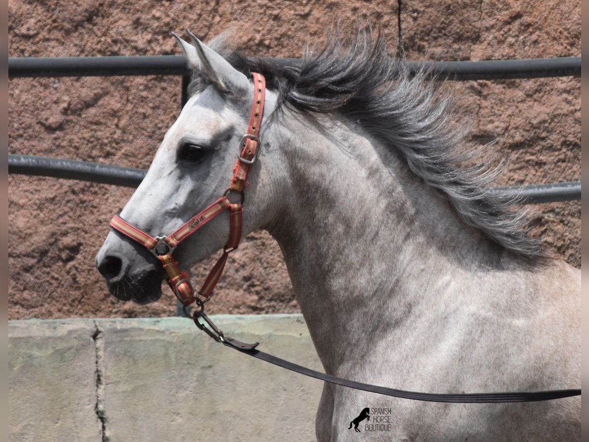 Ispano-Arabo Giumenta 9 Anni 153 cm Grigio in Mallorca