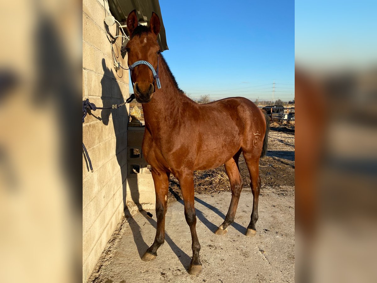 Ispano-Arabo Stallone 1 Anno 154 cm Baio in Mejorada Del Campo