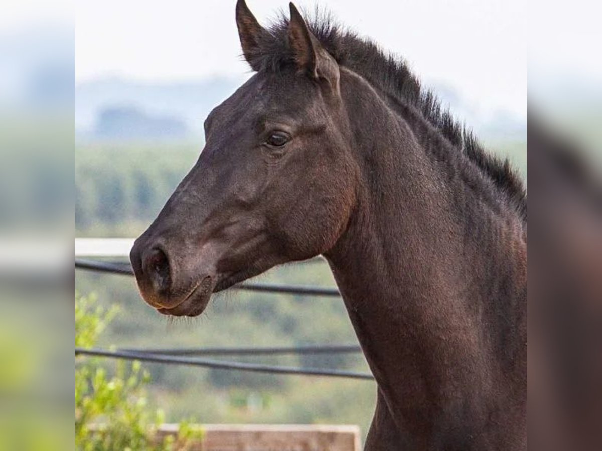 Ispano-Arabo Stallone 2 Anni 158 cm Morello in Sabadell Ispano-Arabo Stallone 2 Anni 158 cm Morello in Sabadell