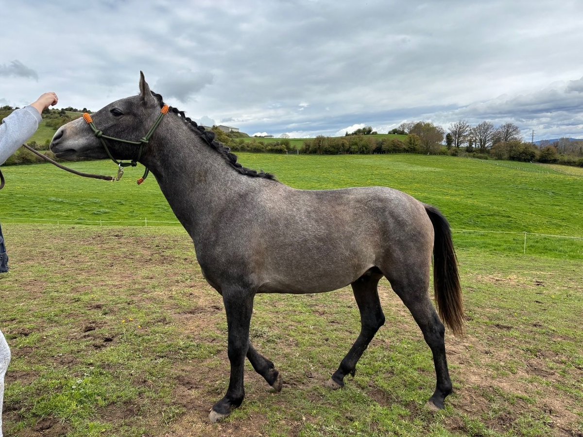 Ispano-Arabo Stallone 2 Anni Grigio in Reinosa