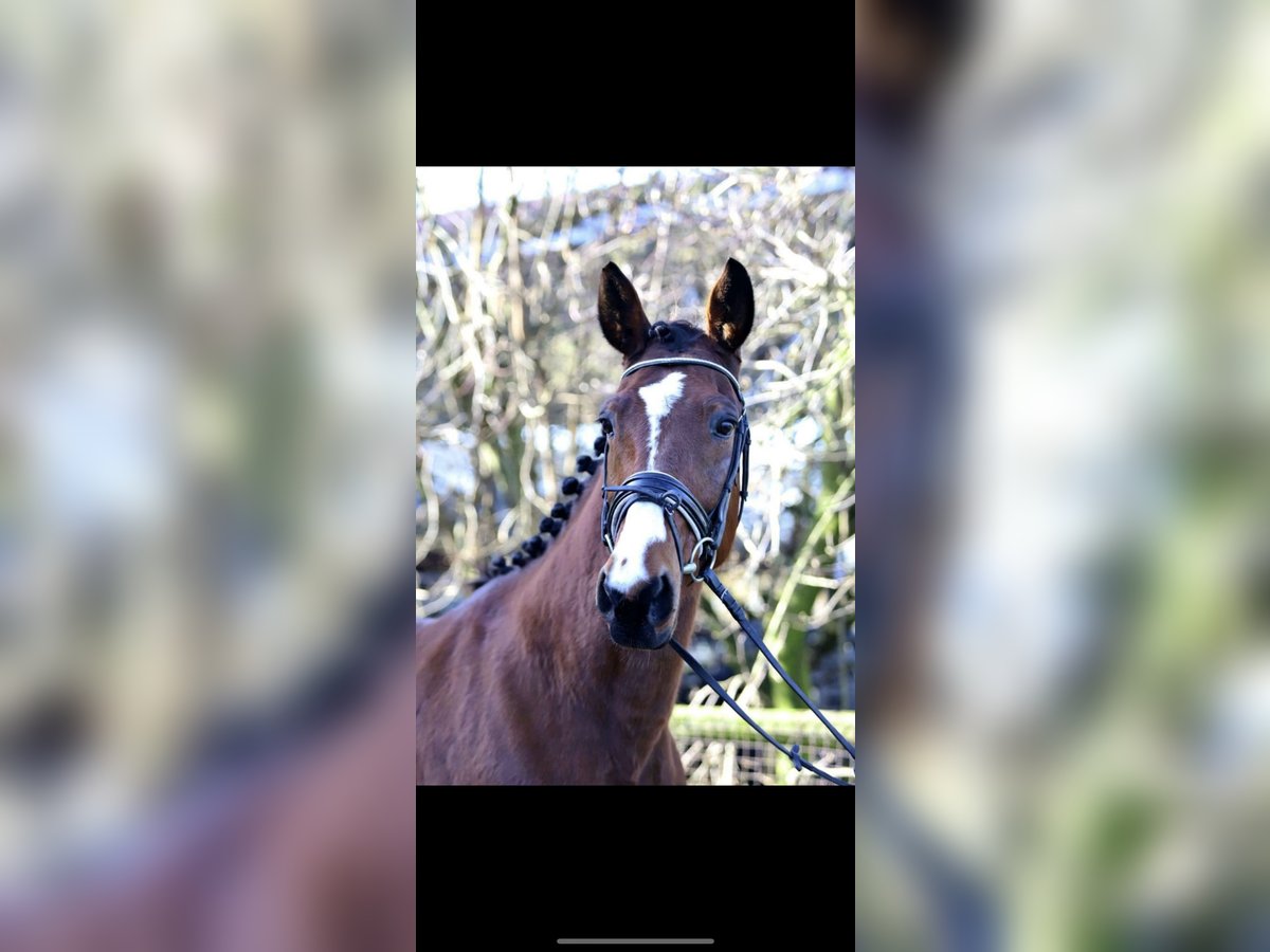 Italian trotter Gelding 19 years 16 hh Brown in Moers Italian trotter Gelding 19 years 16 hh Brown in Moers