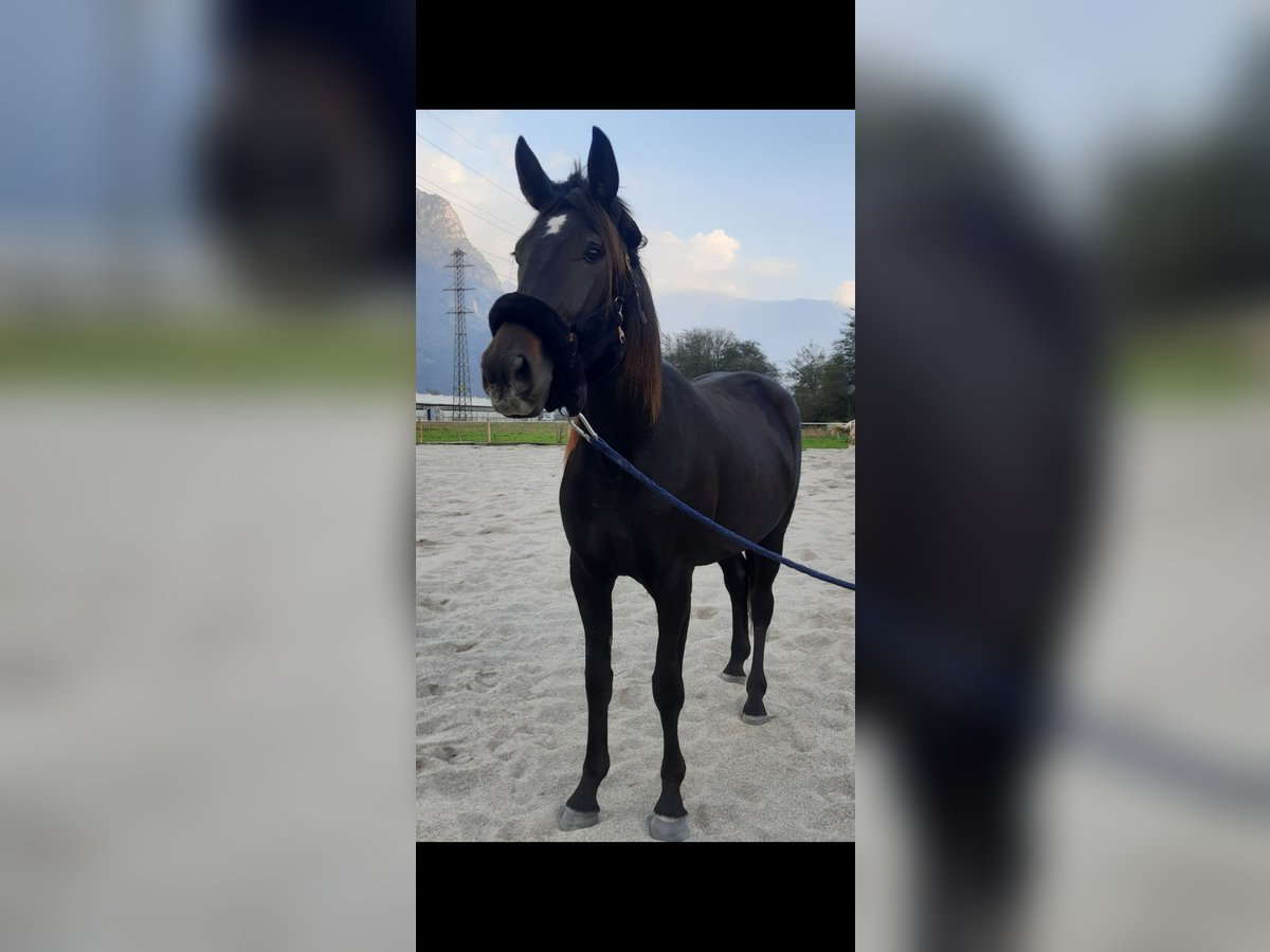 Italian trotter Mare 2 years 16,1 hh Bay-Dark in Samolaco