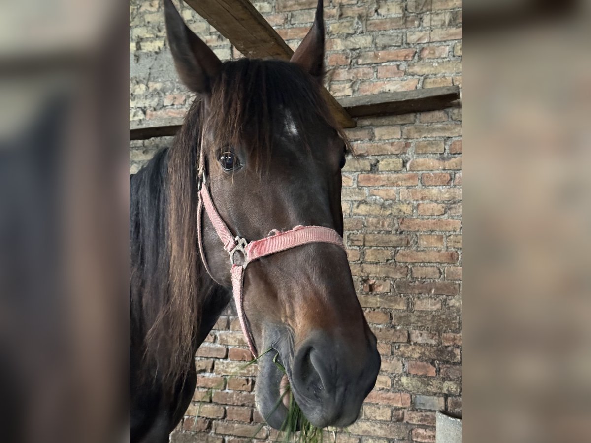 Italian trotter Mare 9 years 16,3 hh Brown in Montegiorgio