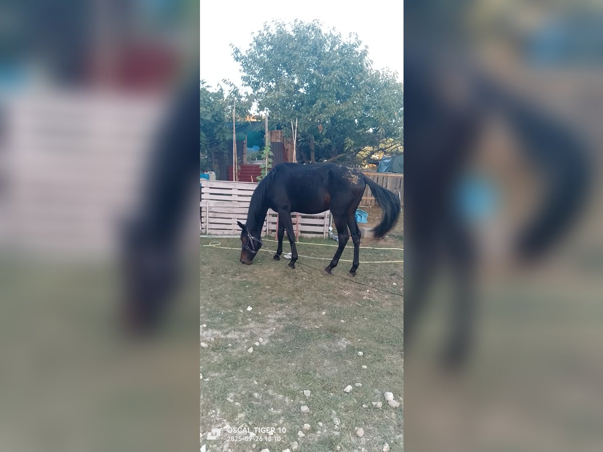 Italian trotter Stallion 3 years 18,2 hh Brown in Villamagna(ch) Italian trotter Stallion 3 years 18,2 hh Brown in Villamagna(ch)