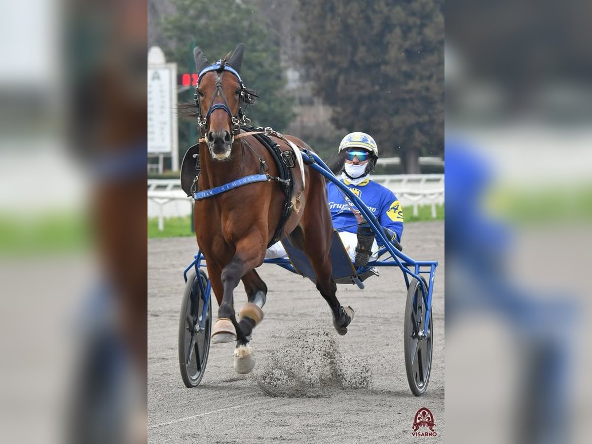 Italian trotter Stallion 4 years Brown in Lusciano