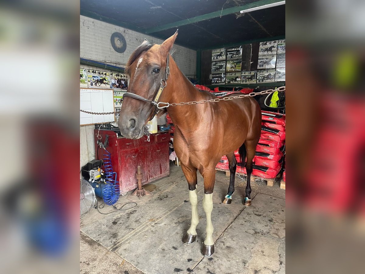 Italian trotter Stallion 4 years Brown in Lusciano Italian trotter Stallion 4 years Brown in Lusciano