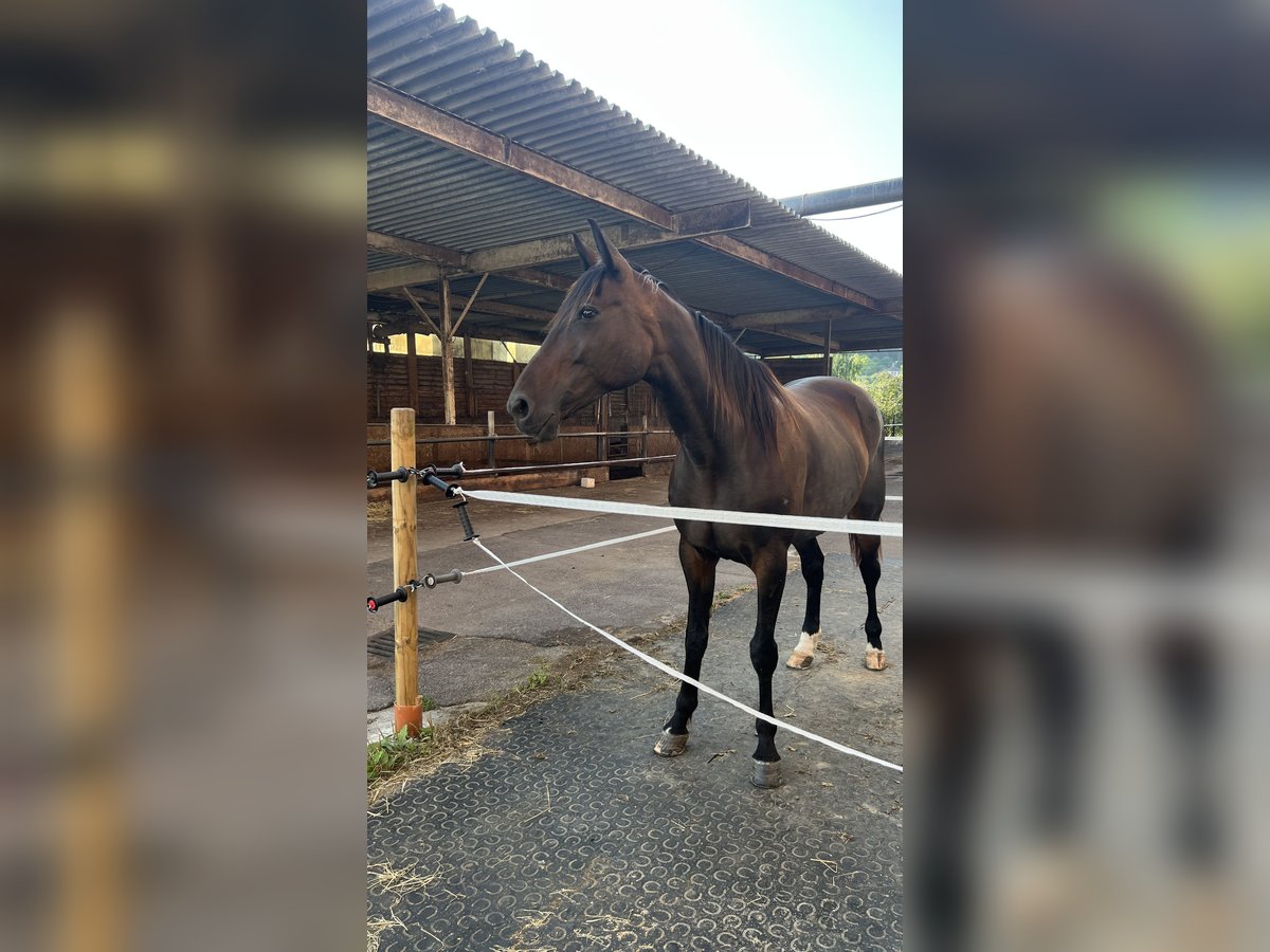 Italienischer Traber Stute 9 Jahre 166 cm Dunkelbrauner in Lindau (Bodensee)