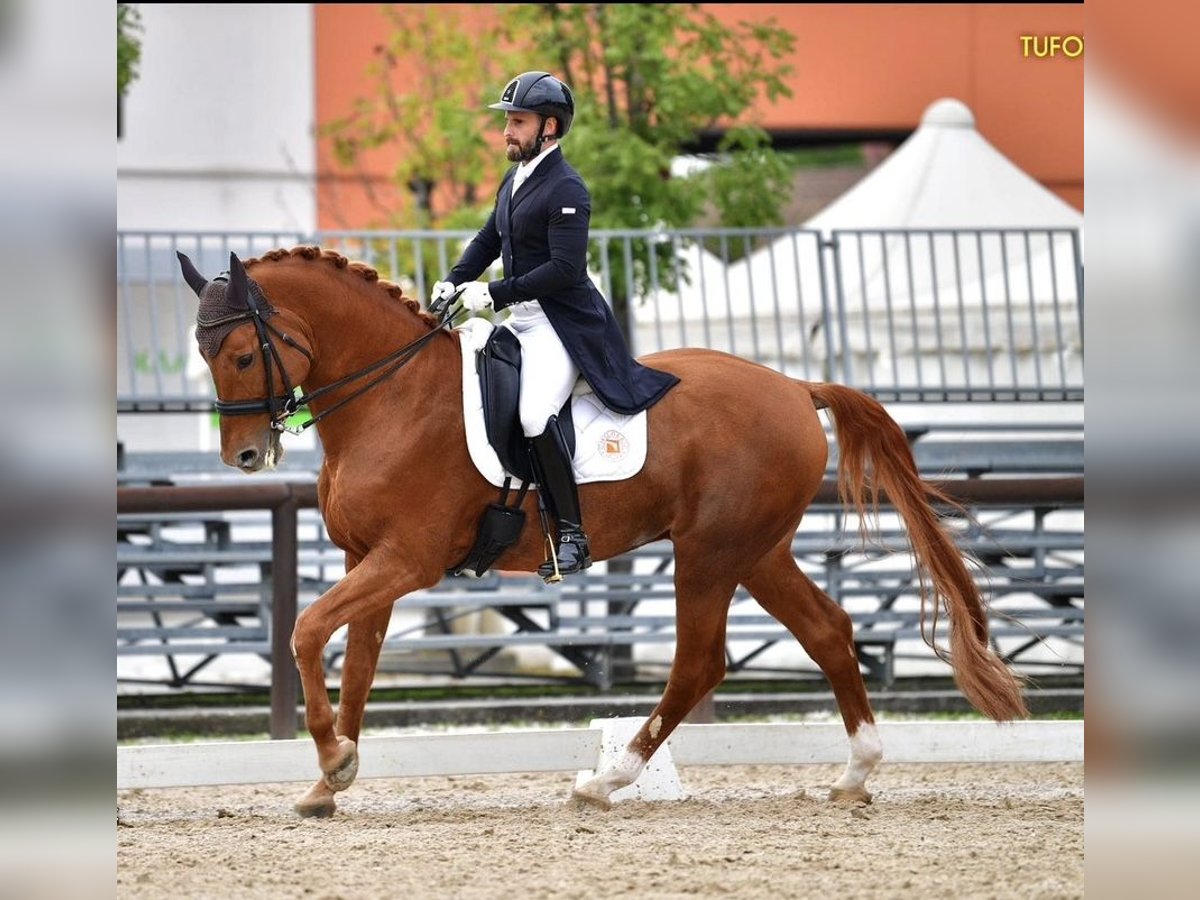 Italienisches Reitpferd Hengst 16 Jahre 170 cm Fuchs in Triuggio