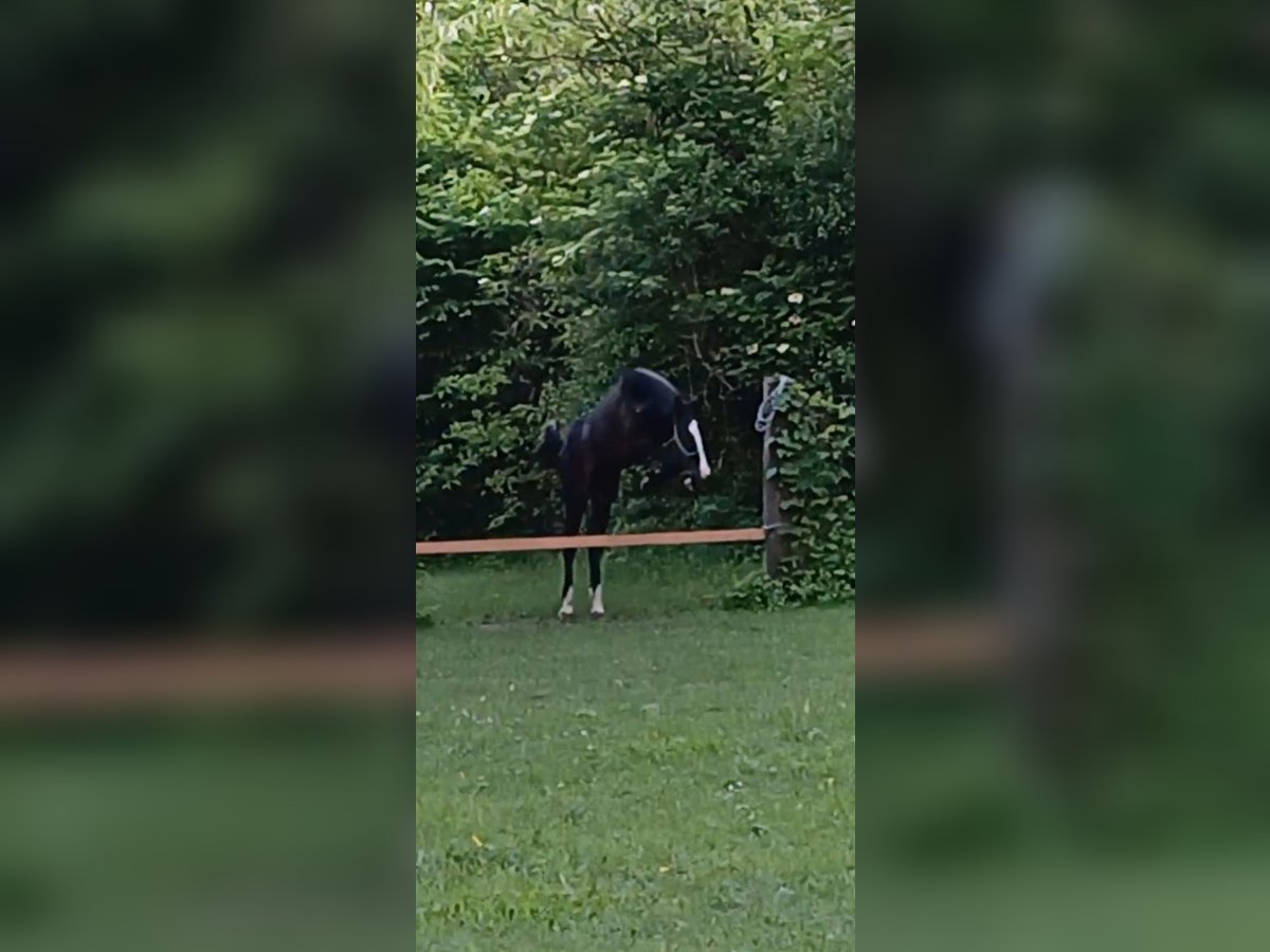 Italienisches Reitpferd Hengst 1 Jahr 157 cm Rappe in Tolmezzo
