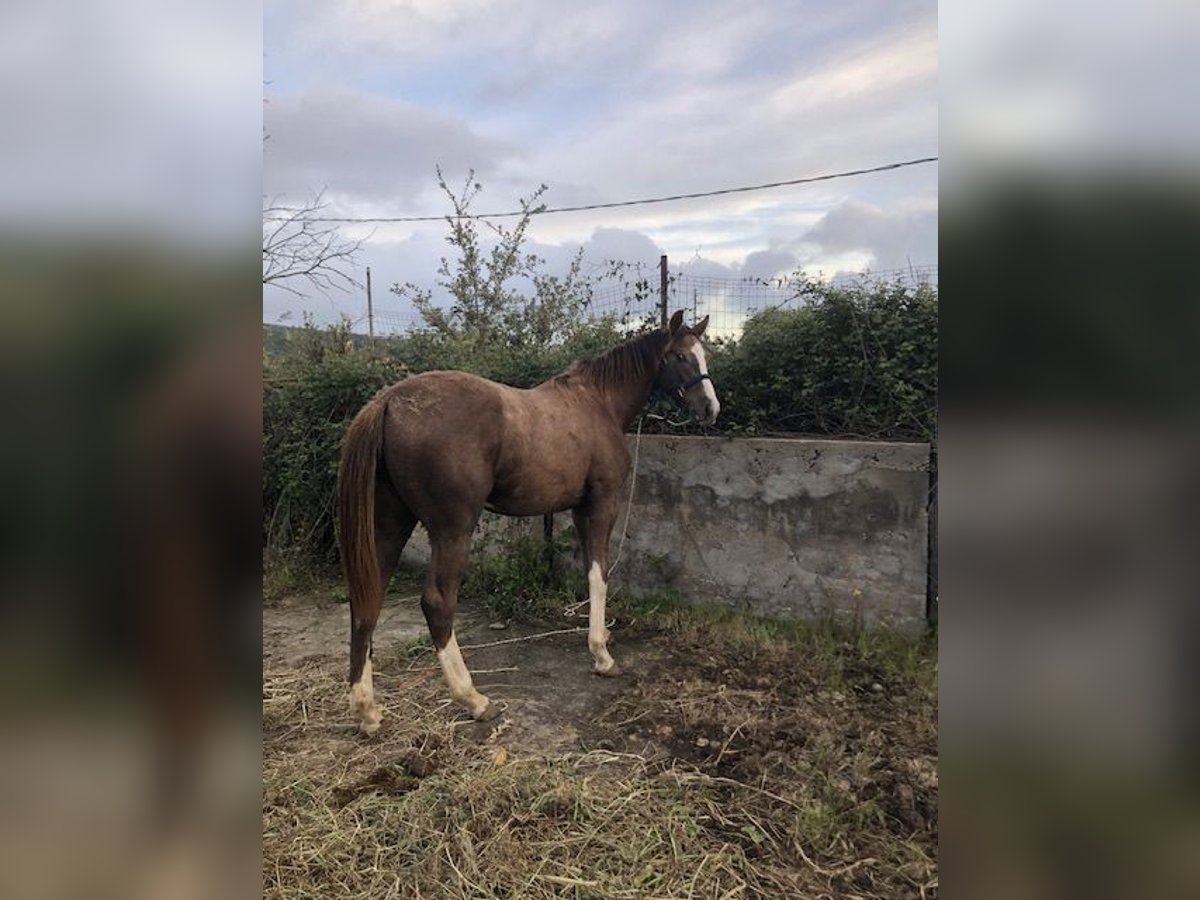 Italienisches Reitpferd Hengst 1 Jahr Schimmel in Cagliari