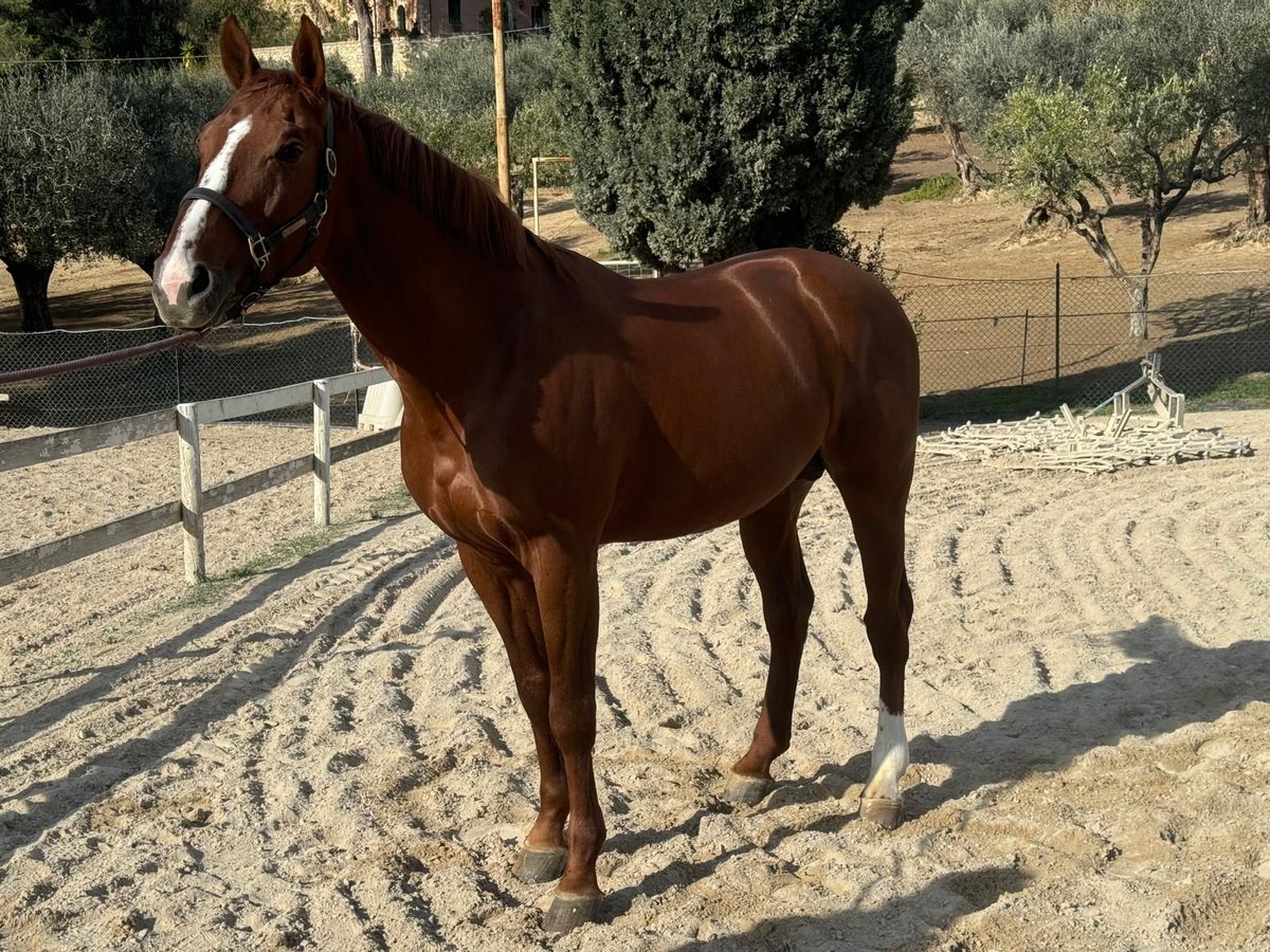 Italienisches Reitpferd Hengst 7 Jahre 170 cm Fuchs in Ascoli Piceno