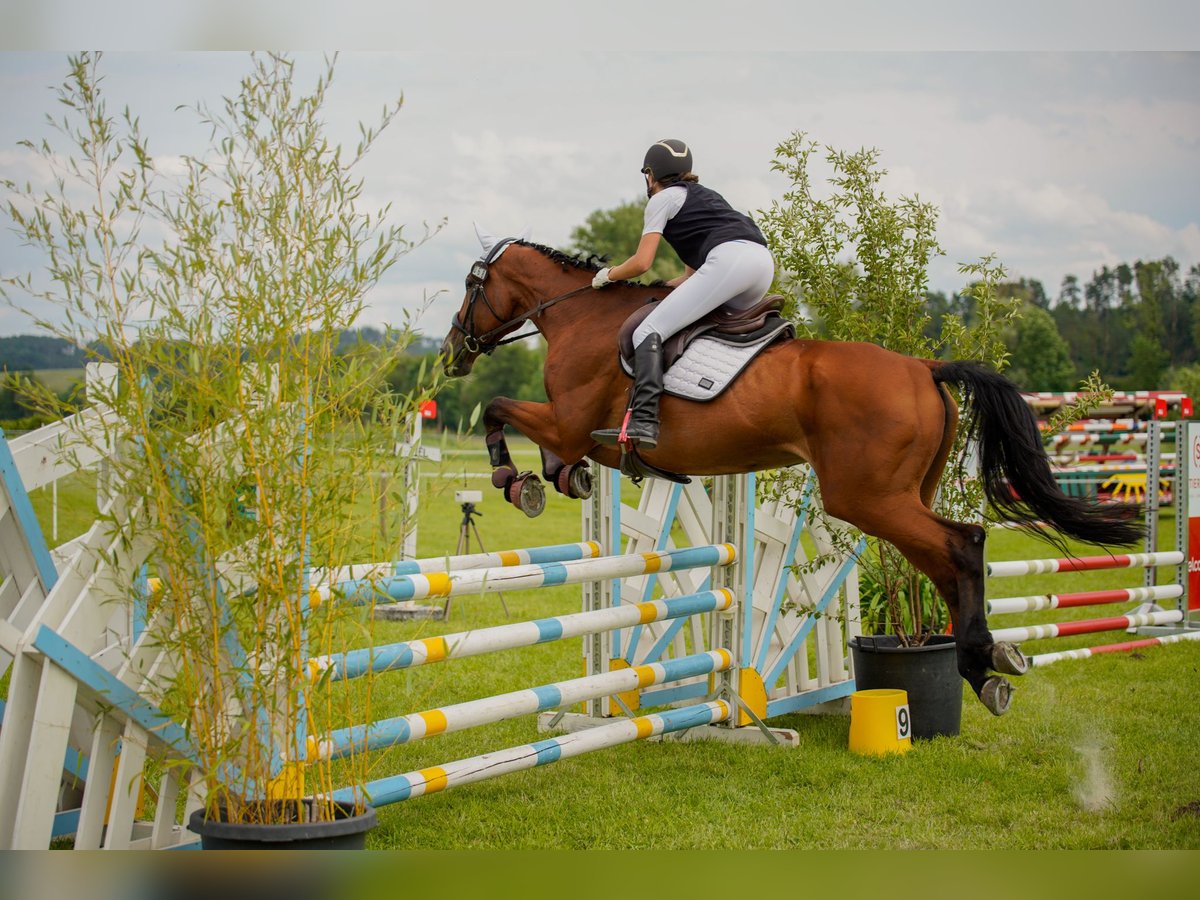 Italienisches Reitpferd Stute 10 Jahre 180 cm Brauner in Rednitzhembach