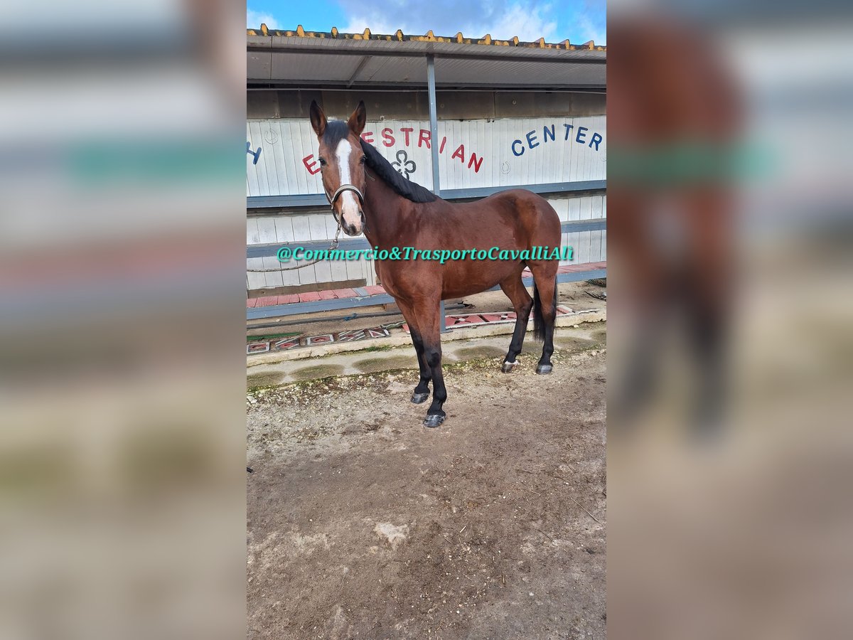 Italienisches Reitpferd Mix Stute 11 Jahre 160 cm Dunkelbrauner in SOLARINO