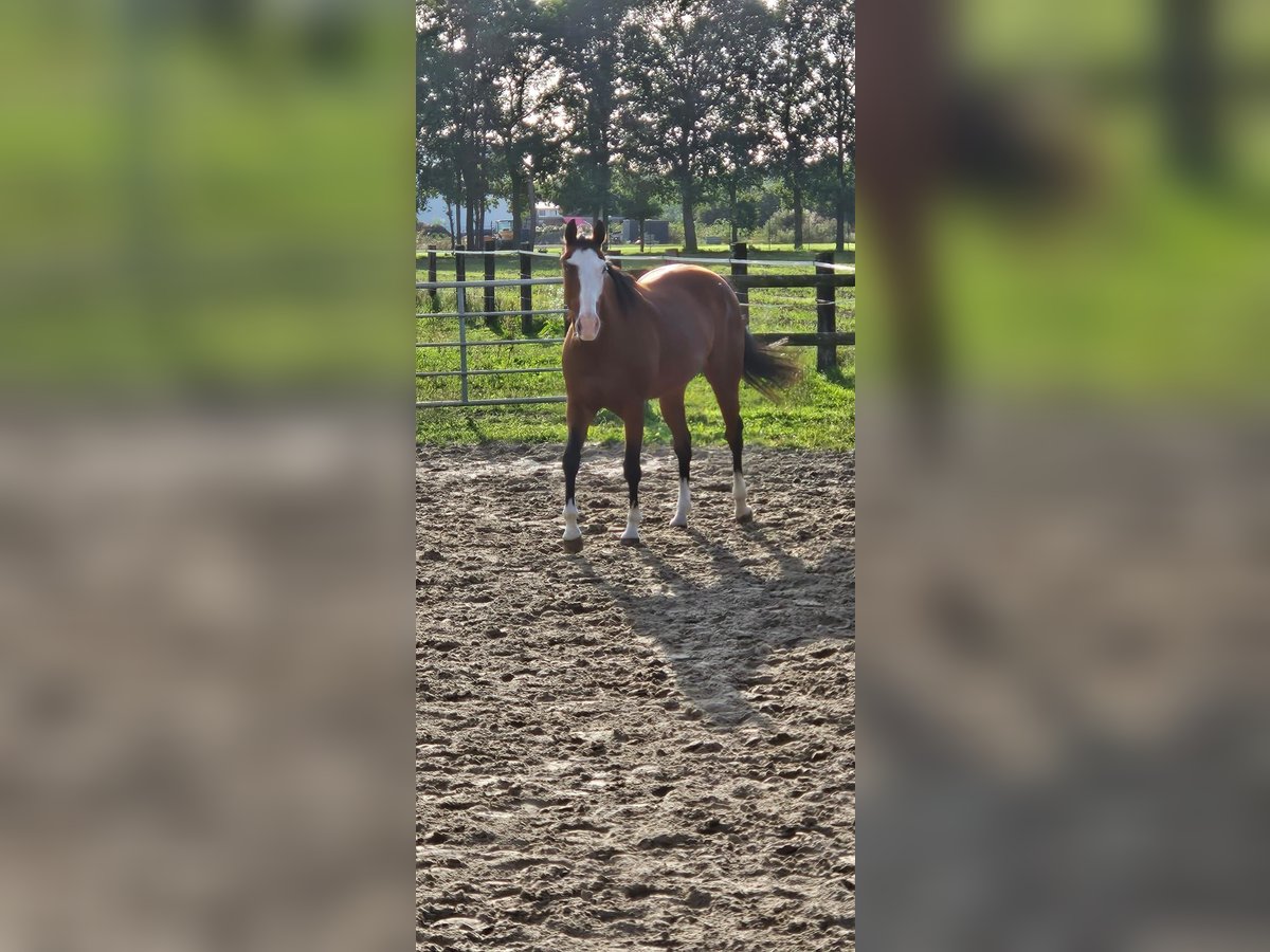 Italienisches Reitpferd Stute 11 Jahre 160 cm Dunkelbrauner in Hünxexe