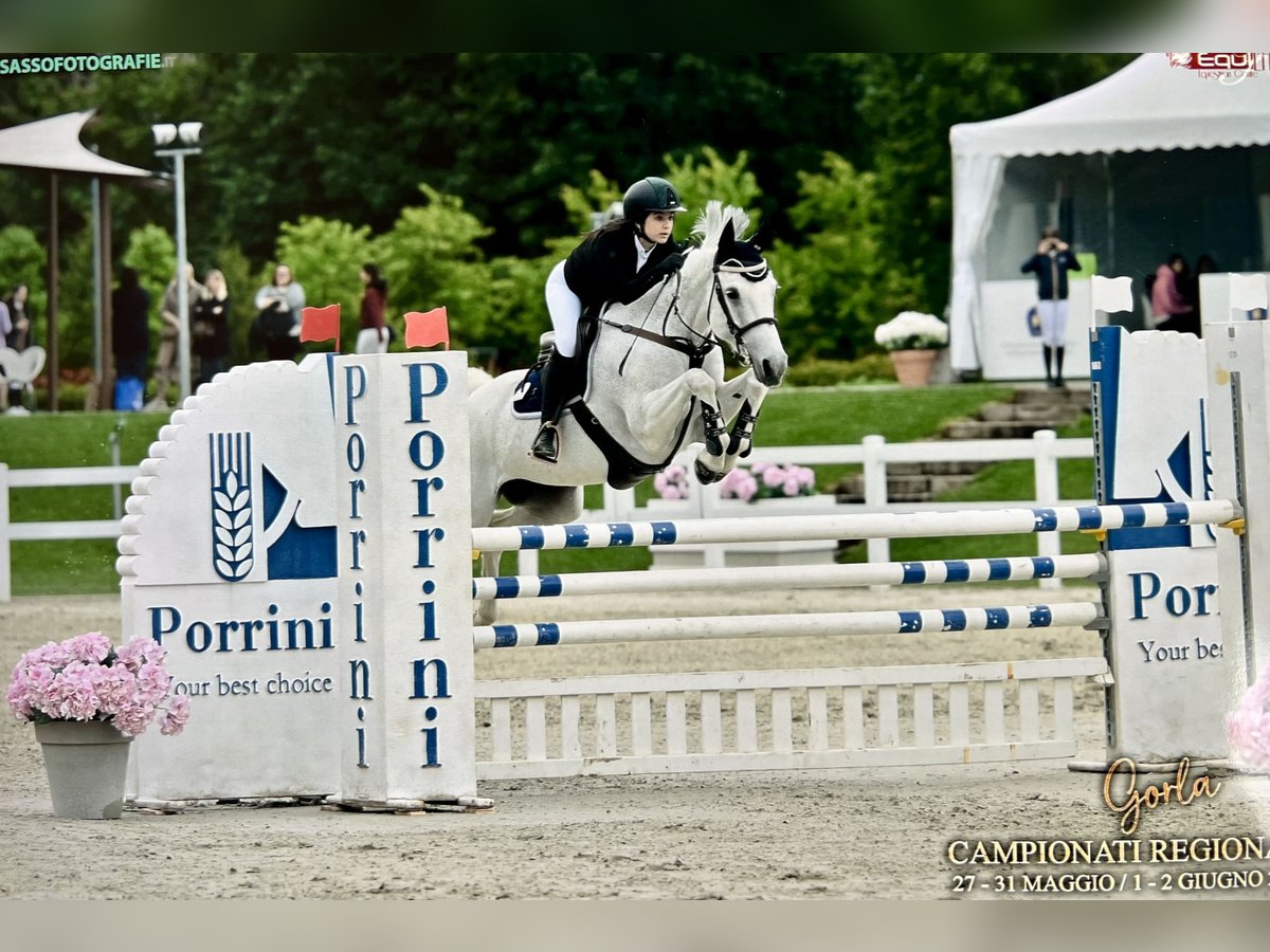 Italienisches Reitpferd Stute 12 Jahre 158 cm Schimmel in Saronno