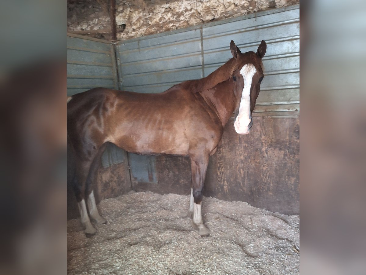 Italienisches Reitpferd Mix Stute 13 Jahre 165 cm Fuchs in Solarino