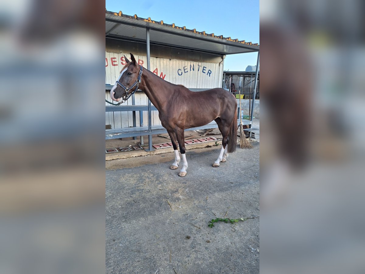 Italienisches Reitpferd Stute 13 Jahre 165 cm Fuchs in Solarino