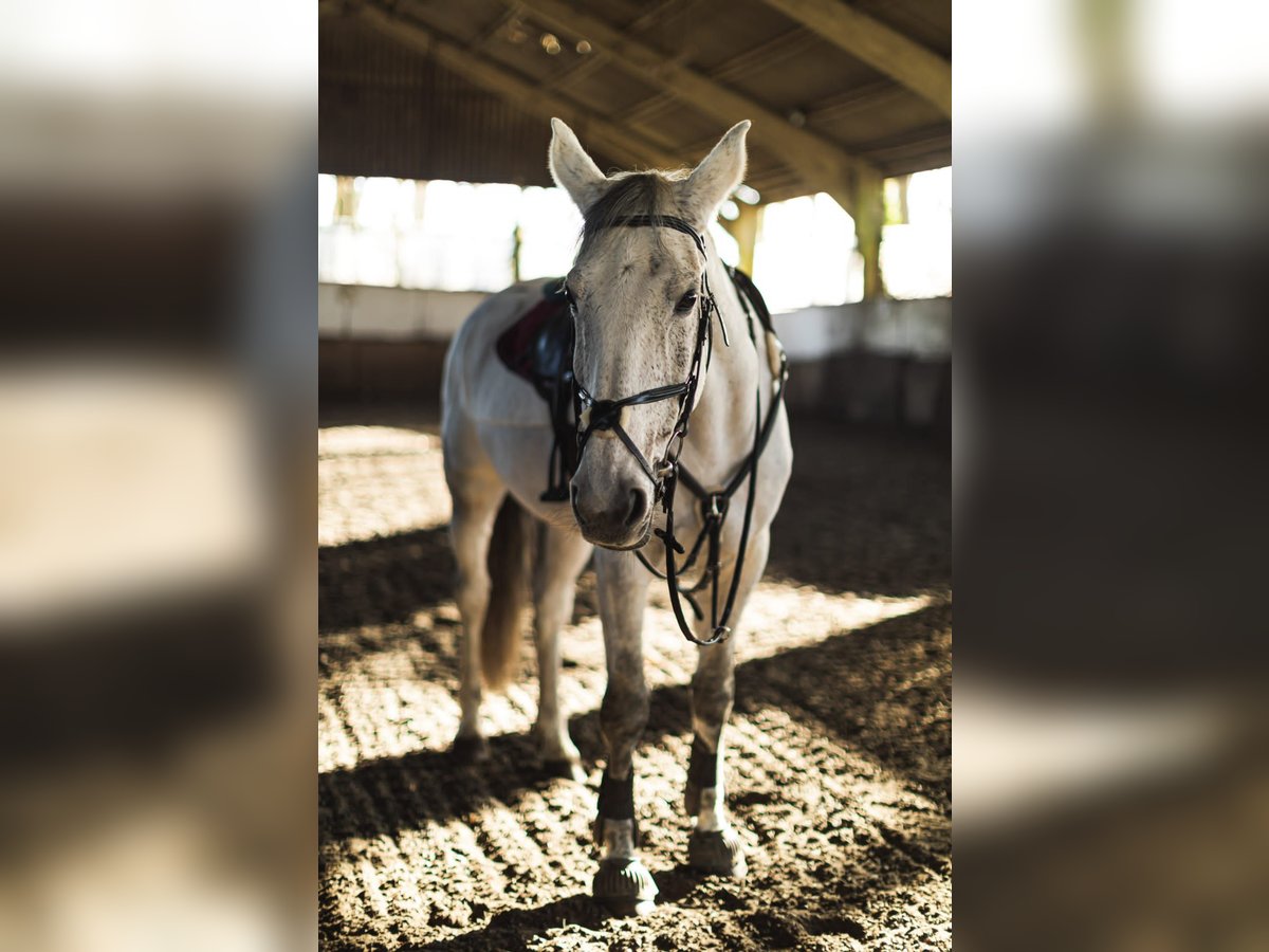 Italienisches Reitpferd Stute 14 Jahre 168 cm Schimmel in Sacrofano (RM), Lazio