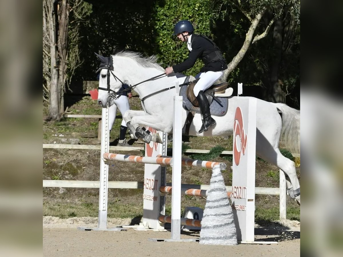 Italienisches Reitpferd Stute 18 Jahre 150 cm Schimmel in Caserta