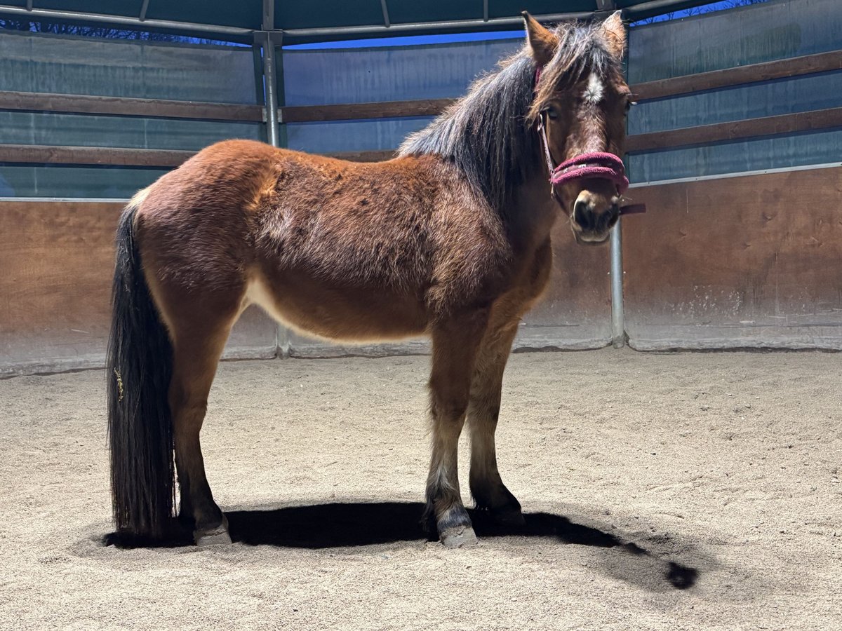 Italienisches Reitpferd Stute 3 Jahre 120 cm Dunkelfuchs in Arre