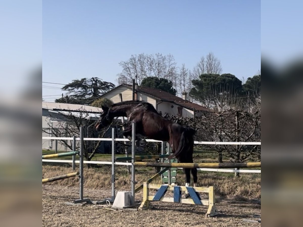 Italienisches Reitpferd Stute 3 Jahre 165 cm Brauner in Ravenna