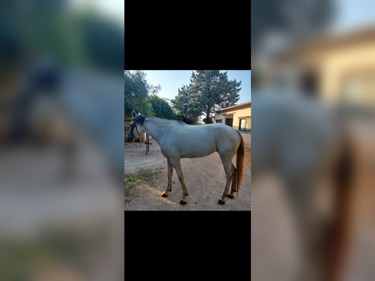 Italienisches Reitpferd Stute 4 Jahre 166 cm Schimmel in Alessano