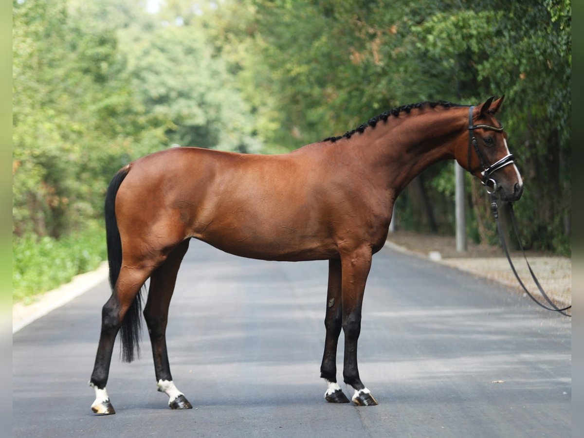 Italienisches Reitpferd Stute 5 Jahre 165 cm Brauner in Königsdorf