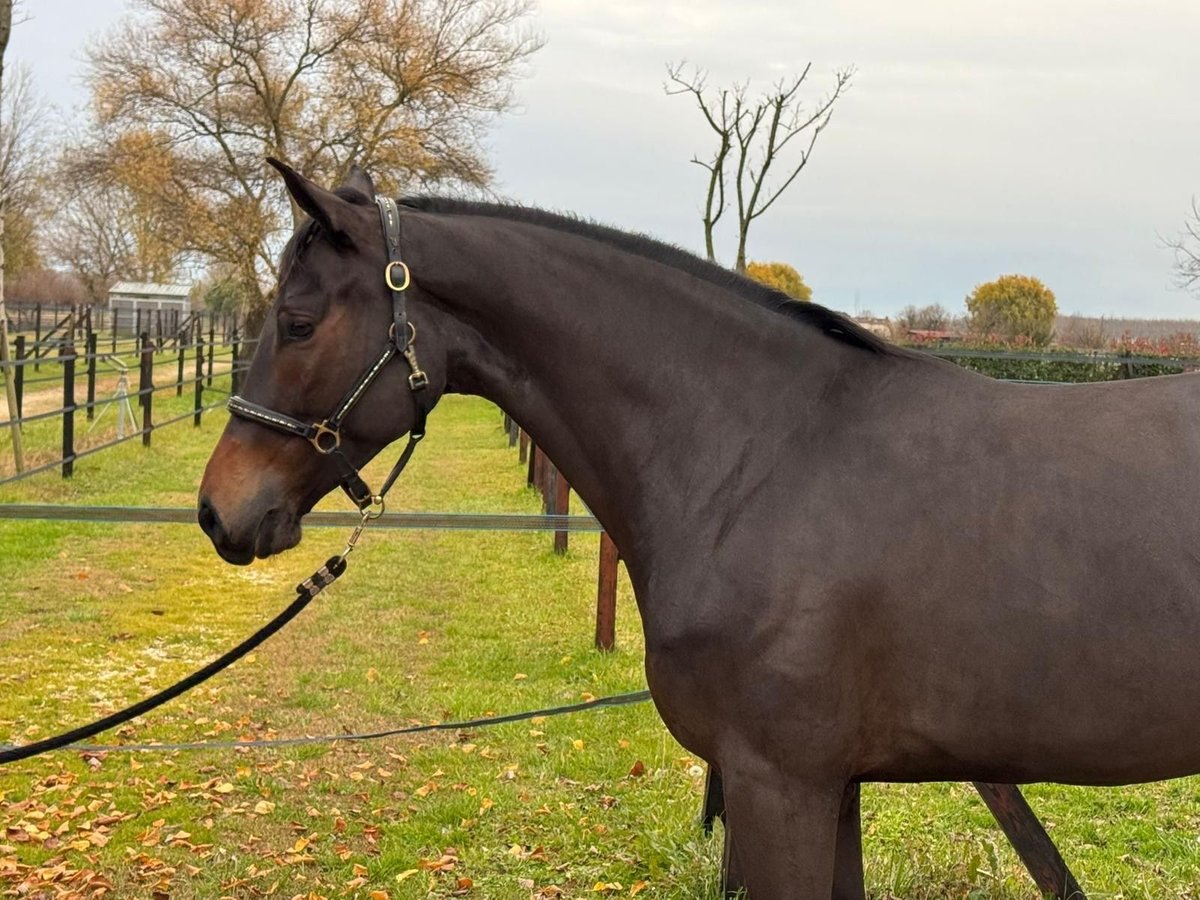 Italienisches Reitpferd Stute 5 Jahre 167 cm Brauner in Preganziol