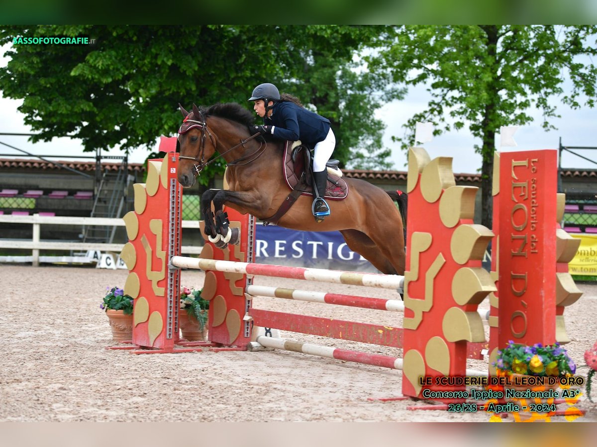 Italienisches Reitpferd Stute 6 Jahre 165 cm Brauner in Lenta