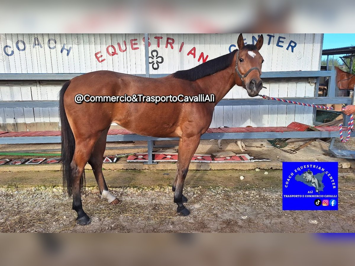 Italienisches Reitpferd Stute 8 Jahre 157 cm Brauner in Solarino