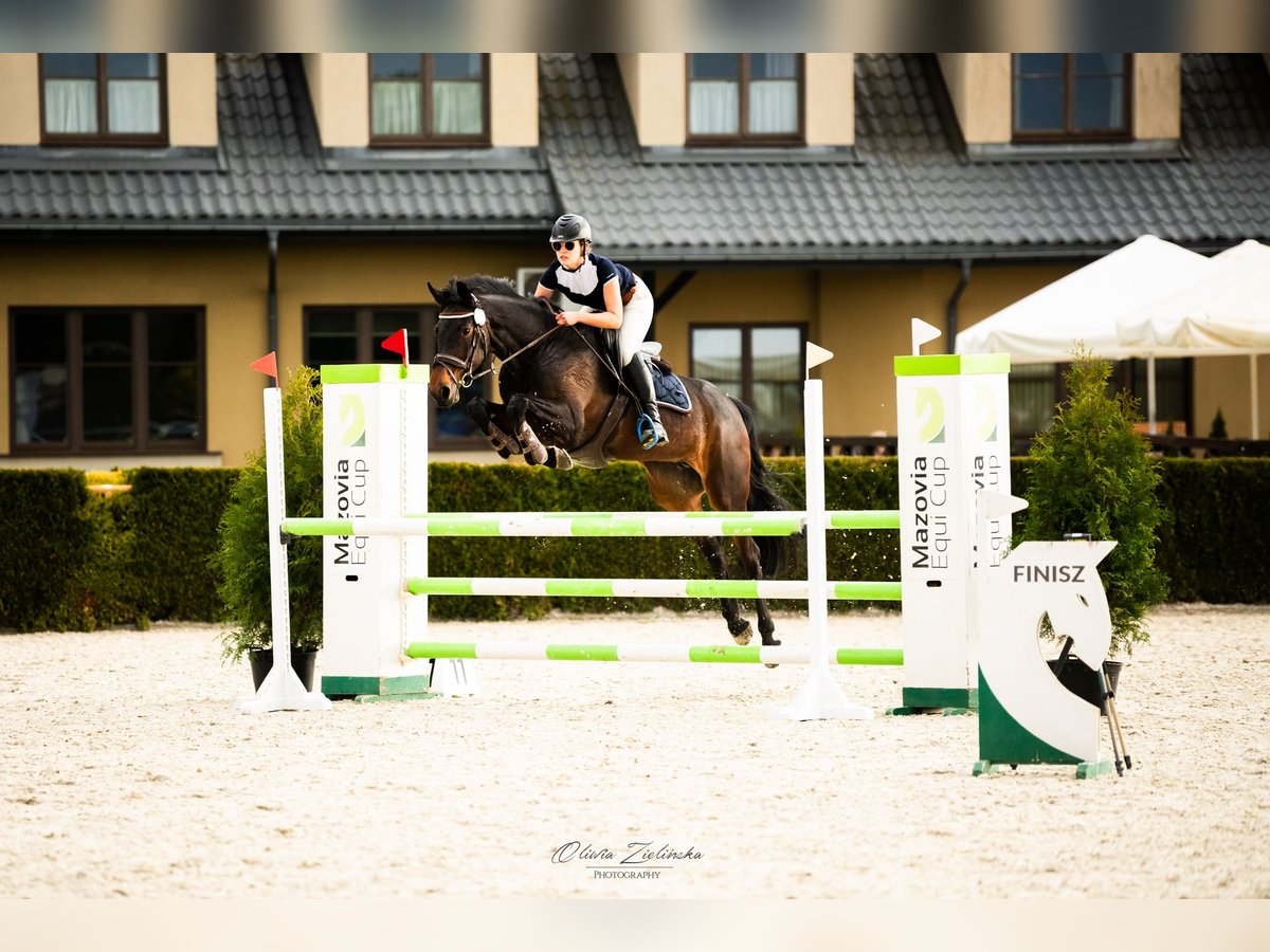 Italienisches Reitpferd Stute 8 Jahre 170 cm Dunkelbrauner in Warszawa