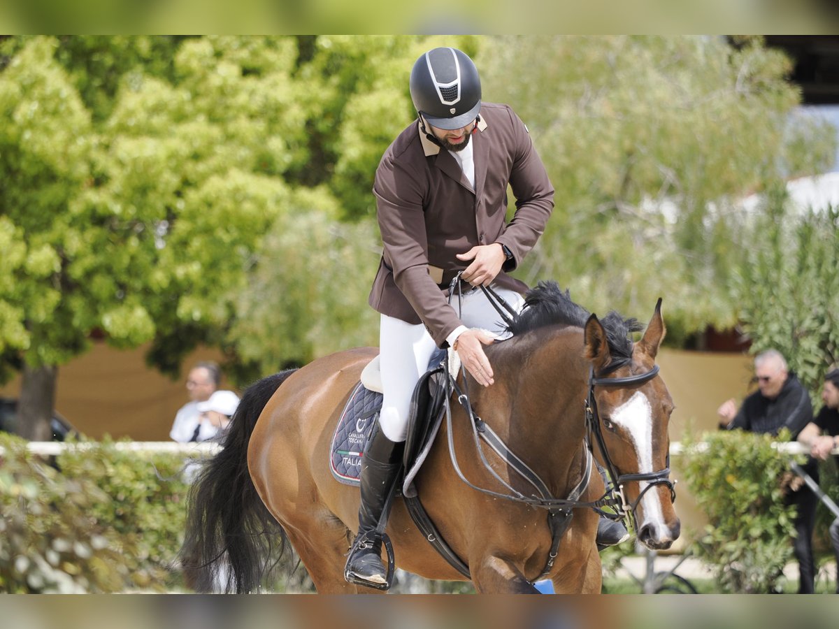 Italienisches Reitpferd Stute 8 Jahre 174 cm Dunkelbrauner in roma