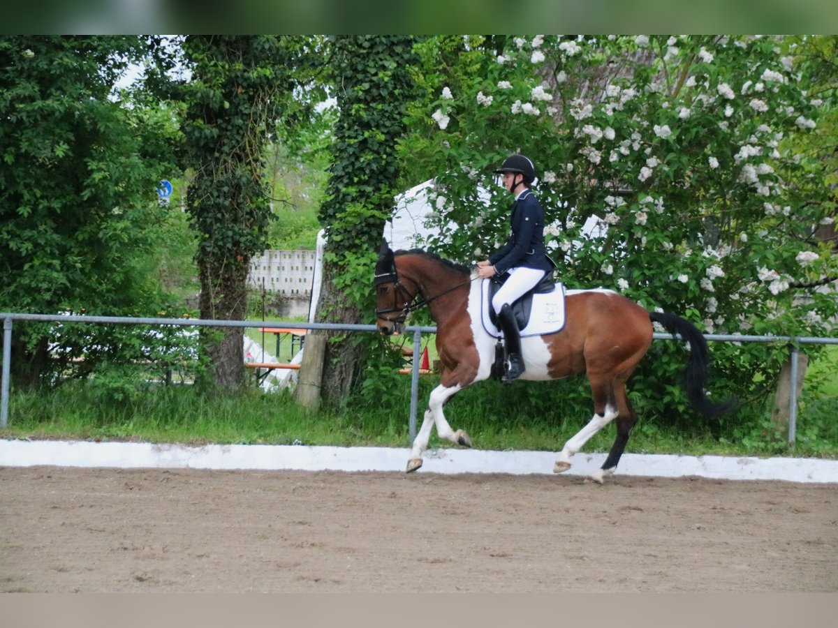 Italienisches Reitpferd Mix Stute 9 Jahre 146 cm Schecke in Rheinfelden