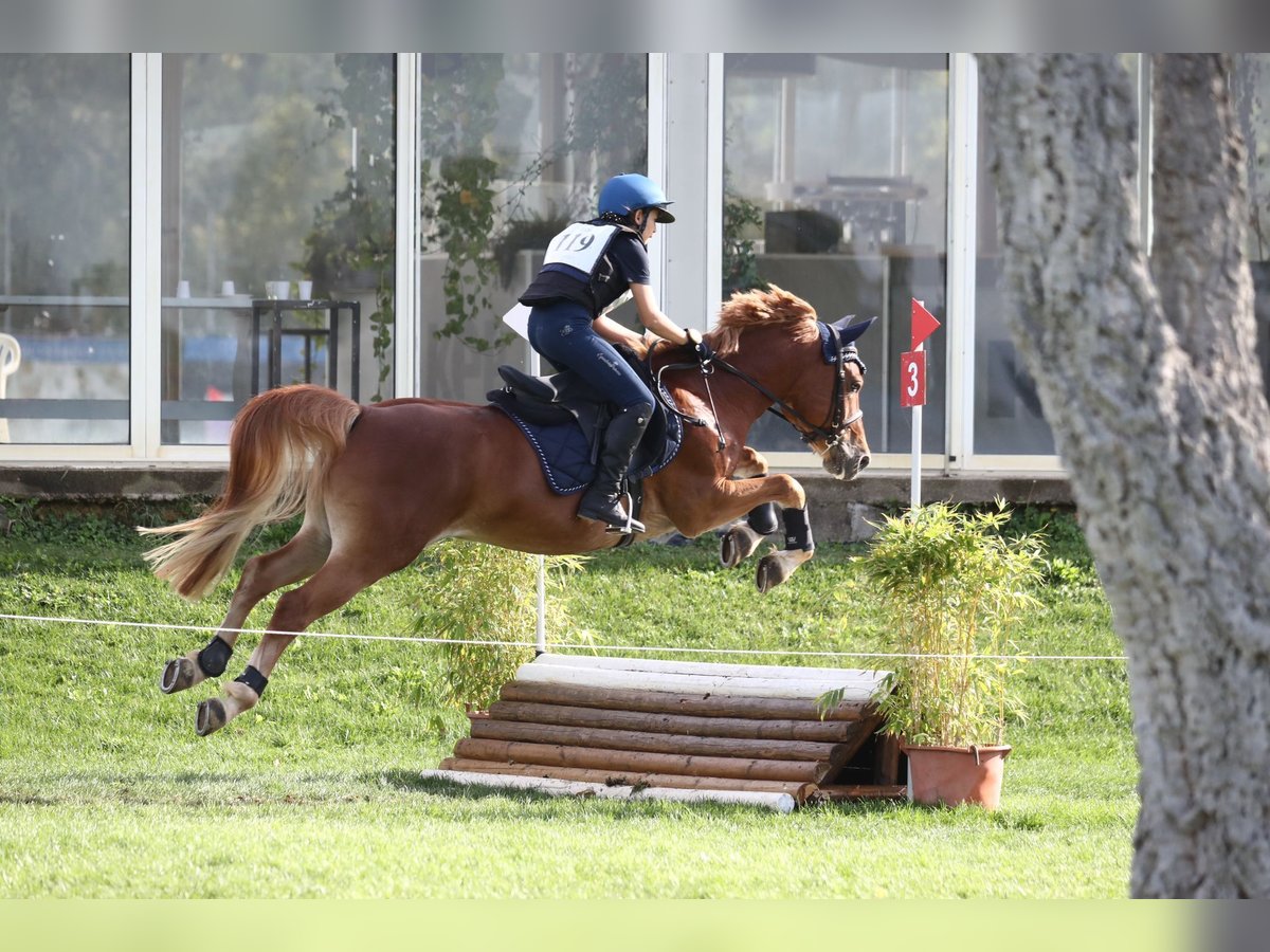 Italienisches Reitpferd Mix Wallach 10 Jahre 147 cm Fuchs in MONTEMURLO