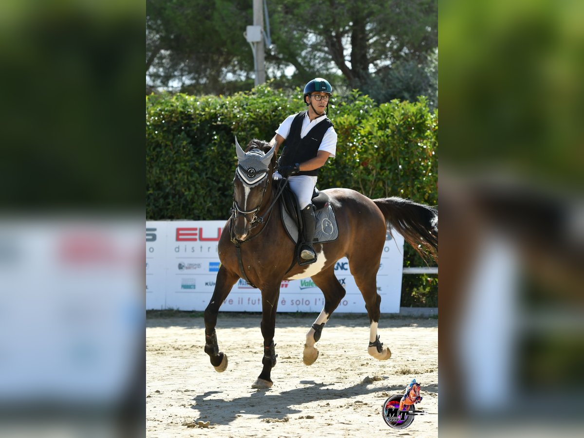 Italienisches Reitpferd Wallach 10 Jahre Dunkelbrauner in Sammichele Di Bari