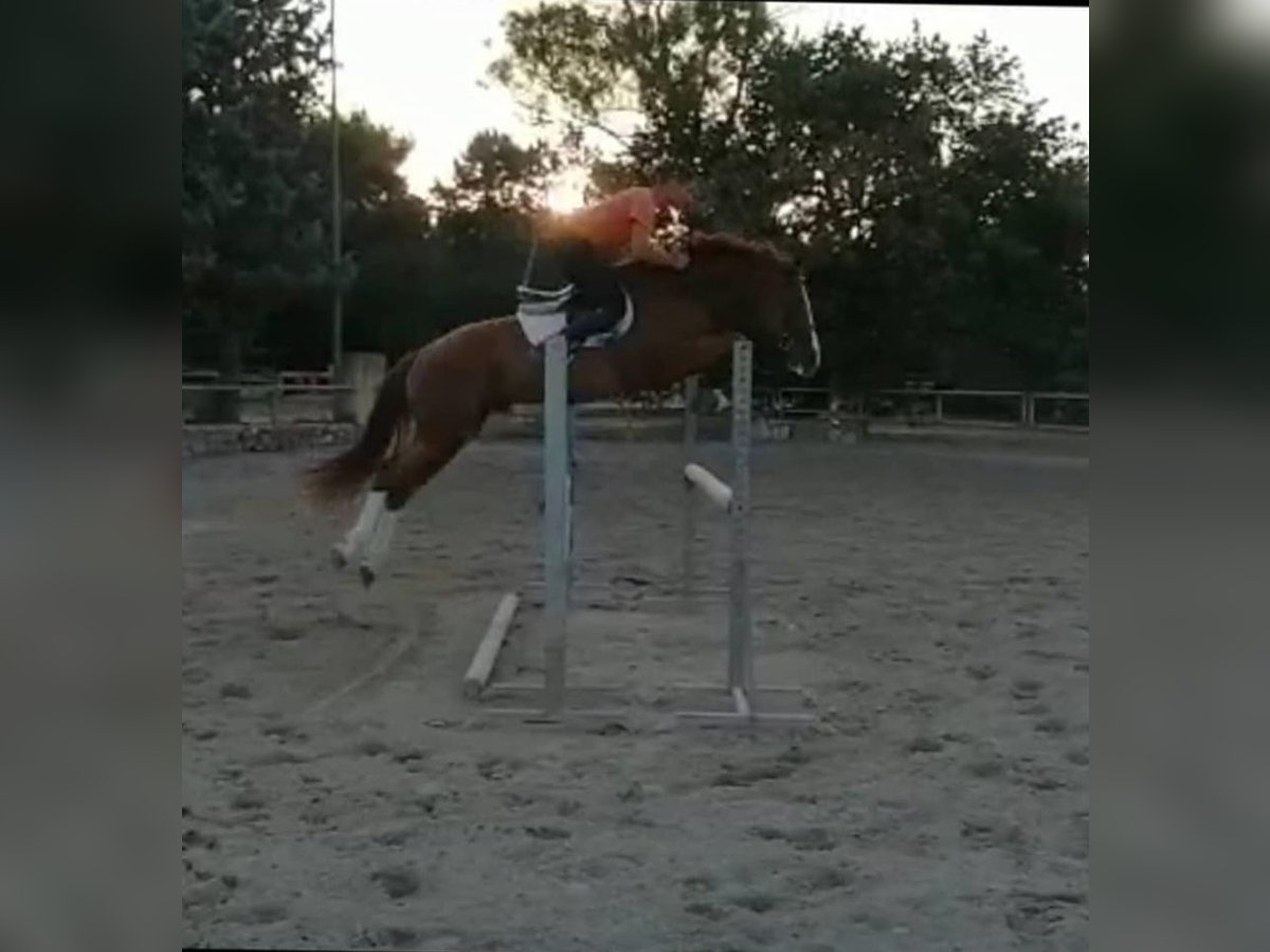 Italienisches Reitpferd Wallach 11 Jahre 169 cm in Alessano