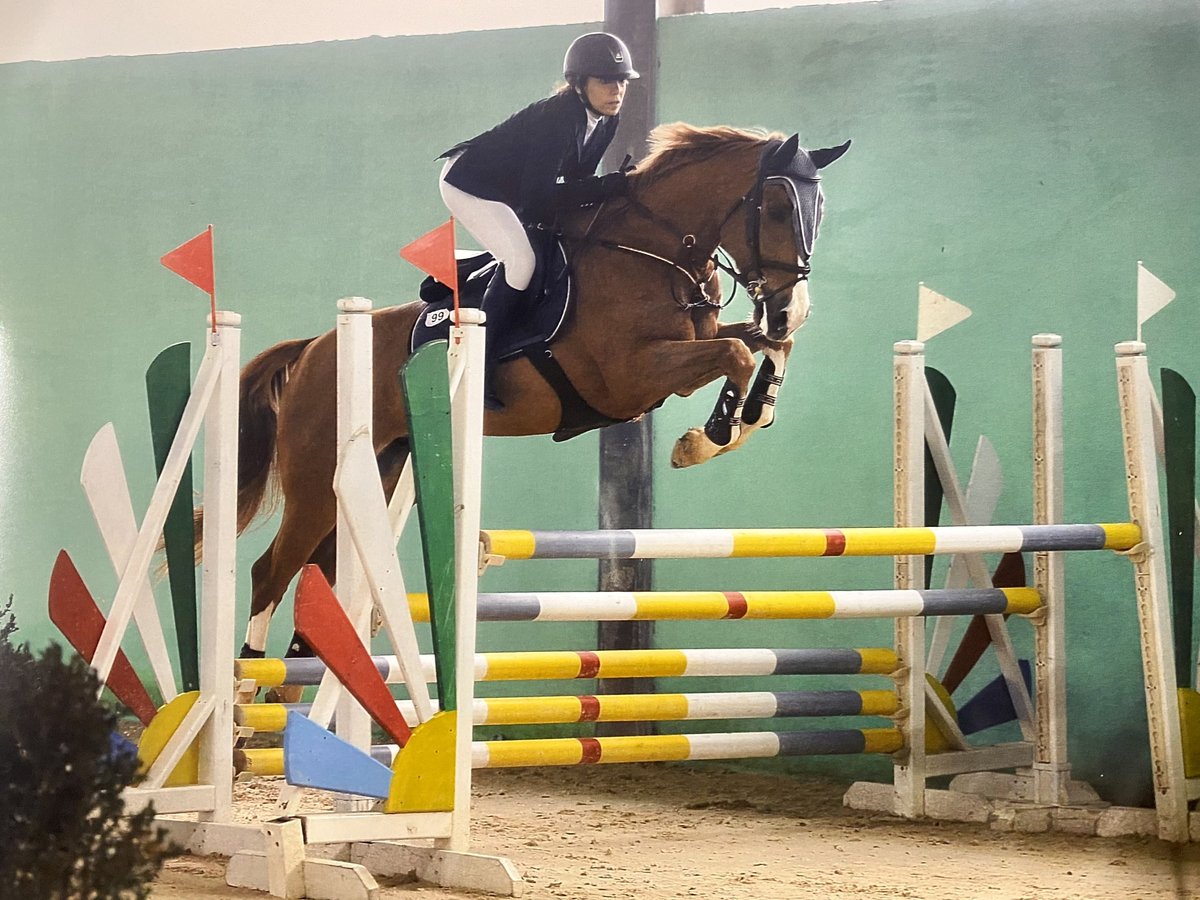 Italienisches Reitpferd Wallach 12 Jahre 168 cm Fuchs in Campagnano Di Roma